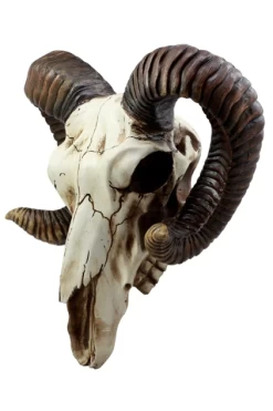 Ram Skull -Alchemy Store OKK 8f33cd8e 97d0 42f7 b927 20ac0d4228ec